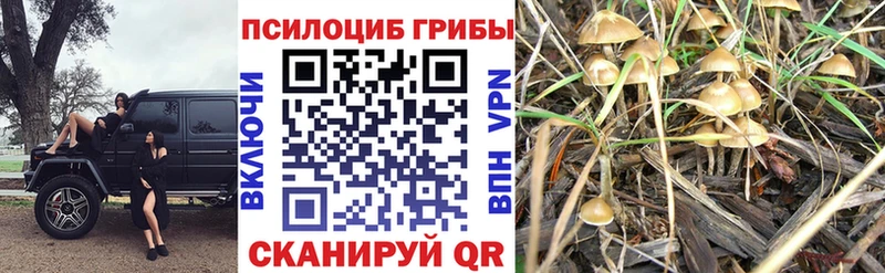 Псилоцибиновые грибы Psilocybe  продажа наркотиков  Фокино 